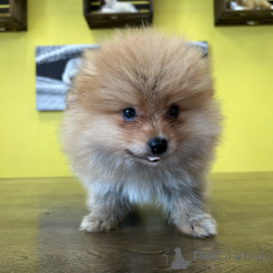 Photo №3. Prachtige Pomeranian-puppy's zoeken een liefdevol nieuw thuis. Netherlands