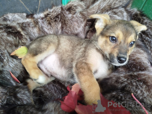 Photo №2 to announcement № 117584 for the sale of non-pedigree dogs - buy in Russian Federation from the shelter