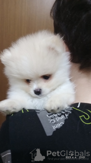 Photo №2 to announcement № 46551 for the sale of pomeranian - buy in Russian Federation private announcement