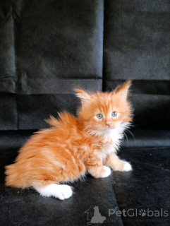 Photo №1. maine coon - for sale in the city of Lobnya | 946$ | Announcement № 161027