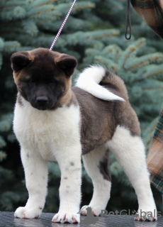 Photo №3. American Akita puppies. RKF. Russian Federation