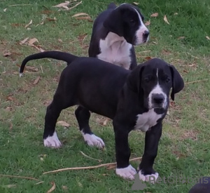 Photo №1. great dane - for sale in the city of Prague | negotiated | Announcement № 167452