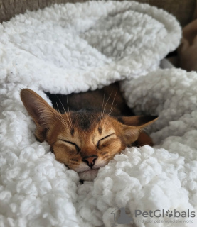 Additional photos: Abyssinian kittens