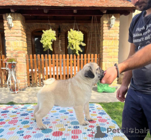 Photo №1. pug - for sale in the city of Belgrade | negotiated | Announcement № 124832