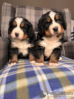 Photo №2 to announcement № 101287 for the sale of bernese mountain dog - buy in United States breeder