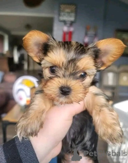 Photo №4. I will sell yorkshire terrier in the city of Hamilton. breeder - price - 400$