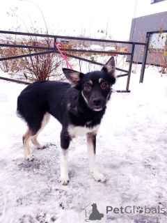 Photo №2 to announcement № 159495 for the sale of non-pedigree dogs - buy in Russian Federation private announcement