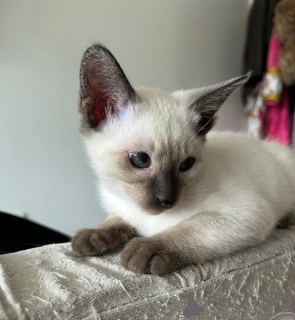 Photo №1. siamese cat - for sale in the city of Irlbach | 361$ | Announcement № 169823