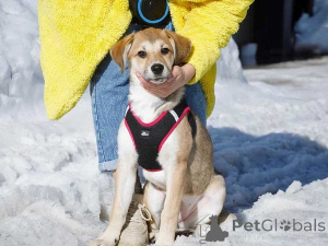 Photo №1. non-pedigree dogs - for sale in the city of Moskova | Is free | Announcement № 166223