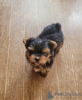 Photo №3. Yorkshire Terrier. Germany