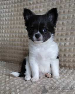 Photo №1. chihuahua - for sale in the city of Dubai | 461$ | Announcement № 13808