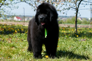 Photo №4. I will sell newfoundland dog in the city of Нетешин. from nursery, breeder - price - 1128$