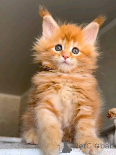 Photo №1.  - for sale in the city of Georgia Township | negotiated | Announcement № 149566