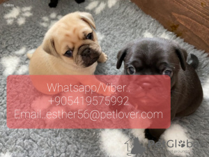 Photo №1. pug - for sale in the city of Эребру | negotiated | Announcement № 47608