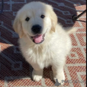 Photo №1. golden retriever - for sale in the city of Brussels | Is free | Announcement № 167814