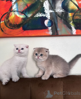 Photo №4. I will sell scottish fold in the city of Bremen. breeder - price - negotiated