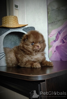 Photo №2 to announcement № 105357 for the sale of pomeranian - buy in Belarus breeder