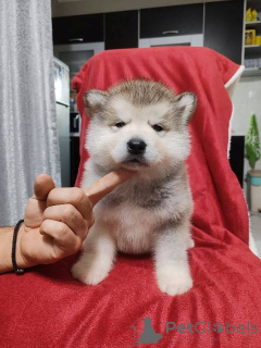 Photo №2 to announcement № 159165 for the sale of alaskan malamute - buy in Serbia 