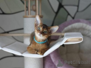Photo №1. abyssinian cat - for sale in the city of Aachen | 329$ | Announcement № 151488