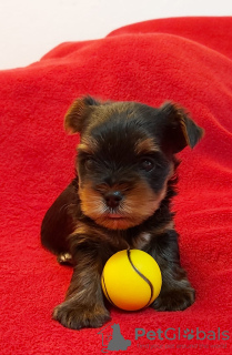 Photo №4. I will sell yorkshire terrier in the city of Nuremberg. private announcement - price - 1144$