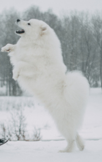 Photo №4. Mating samoyed dog in Belarus. Announcement № 1675