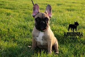Photo №1. french bulldog - for sale in the city of Москва | 418$ | Announcement № 3392