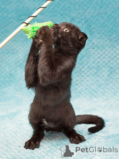 Photo №4. I will sell  in the city of Moskova. private announcement - price - Is free