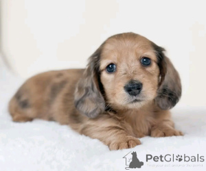 Photo №2 to announcement № 137583 for the sale of dachshund - buy in Germany private announcement, breeder