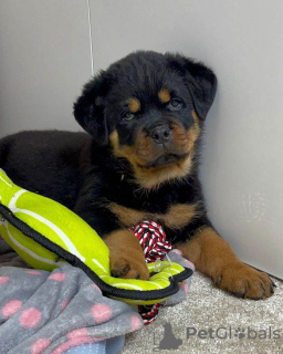 Photo №1. rottweiler - for sale in the city of Антверпен | Is free | Announcement № 116293