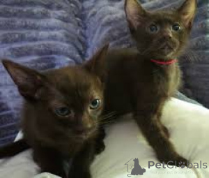 Photo №2 to announcement № 162815 for the sale of havana brown - buy in Netherlands private announcement, breeder
