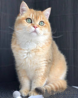Additional photos: British kitten Erofey