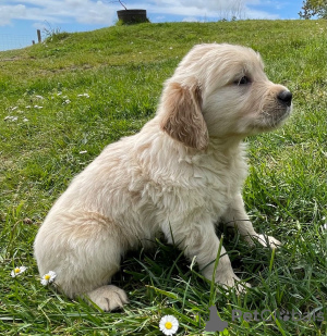 Photo №2 to announcement № 41480 for the sale of golden retriever - buy in Germany private announcement
