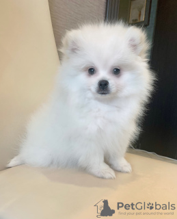 Photo №3. Spitz puppy for sale. Russian Federation