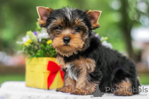 Photo №2 to announcement № 82896 for the sale of yorkshire terrier - buy in Israel 
