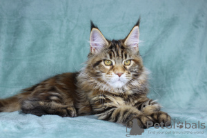 Photo №3. Maine Coon kitty Diva. Russian Federation