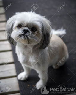 Photo №1. shih tzu - for sale in the city of Флорида Сити | negotiated | Announcement № 9233