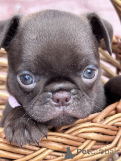 Photo №2 to announcement № 167436 for the sale of otterhound - buy in Serbia 