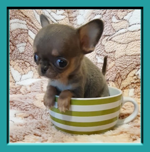 Photo №1. chihuahua - for sale in the city of Kiev | 365$ | Announcement № 3775