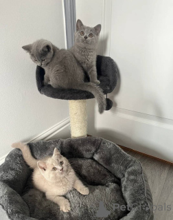 Photo №1. british shorthair - for sale in the city of Frankfurt | 350$ | Announcement № 171068