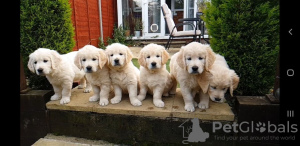 Photo №1. golden retriever - for sale in the city of St. Petersburg | negotiated | Announcement № 9976