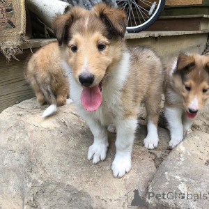 Photo №1. bearded collie - for sale in the city of Berlin | 310$ | Announcement № 174583