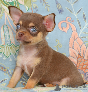 Photo №1. chihuahua - for sale in the city of Москва | negotiated | Announcement № 110792