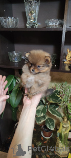 Photo №4. I will sell pomeranian in the city of Ангарск. private announcement - price - 299$