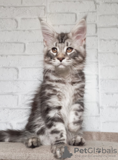 Photo №3. Maine Coon for breeding. Russian Federation