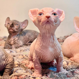 Photo №2 to announcement № 135775 for the sale of sphynx cat - buy in United States 