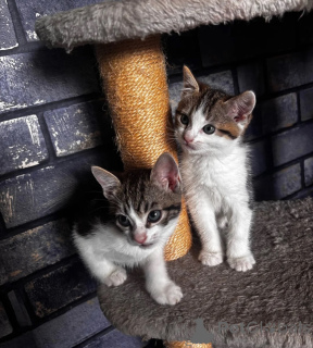 Photo №1. american shorthair - for sale in the city of Aarbergen | 361$ | Announcement № 174529