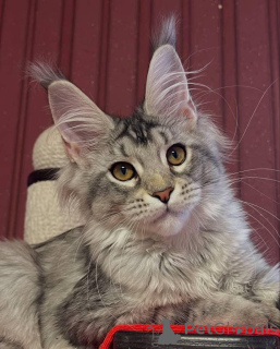 Photo №3. Maine coon. United Kingdom