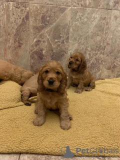 Photo №4. I will sell american cocker spaniel in the city of Cochem. private announcement, from nursery - price - 423$