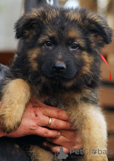Photo №2 to announcement № 80639 for the sale of german shepherd - buy in United States private announcement, breeder