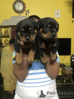 Photo №4. I will sell rottweiler in the city of Wakeley. private announcement - price - 580$